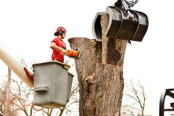 Best Stump Grinding and Removal  in Wilder, VT